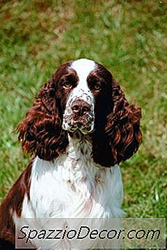 Een Springerspaniëlhond Verzorgen