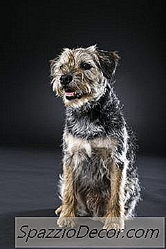 Îngrijirea Și Dezbrăcarea Unui Terrier