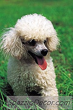 成人玩具贵宾犬的美容技巧