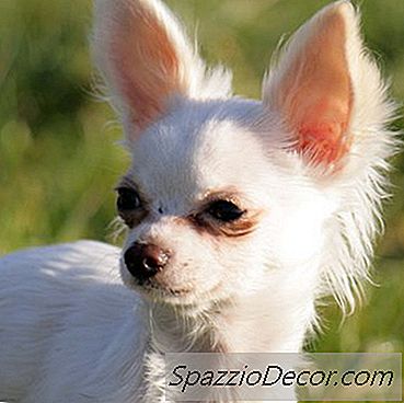 Ανάπτυξη Κουτάβια Τσιουάουα