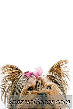 Bir Yorkie'Nin Büyüme Aşamaları