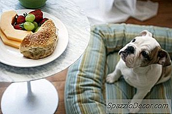 Smjernice Za Prehranu Američkog Buldoga