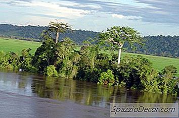 Guppies E Seu Habitat