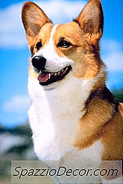 Wypadanie Włosów W Corgi