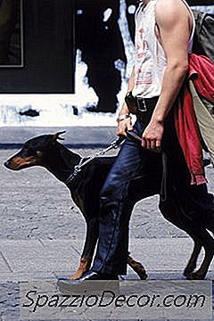 Perda De Cabelo Em Doberman