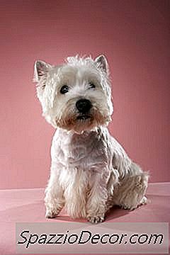 Fryzury Dla Psów Westie