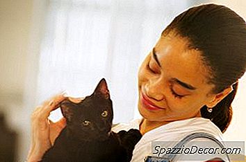 Pedaço Duro Na Perna Direita De Um Gatinho De Um Tiro De Raiva