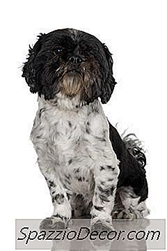 Havanese Hairstyles