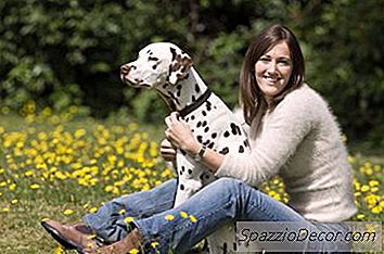 Sintomas Da Febre Do Feno Em Cães
