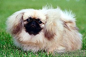 健康饮食为Pekingese