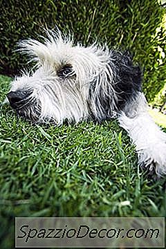 Her Yerdeki Köpek Saçlarına Yardım Edin