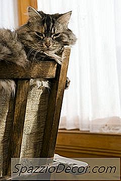 Hjelper Blinde Katter