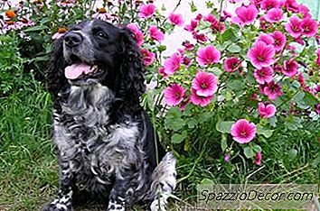 Fettreduzierte Hundefutter