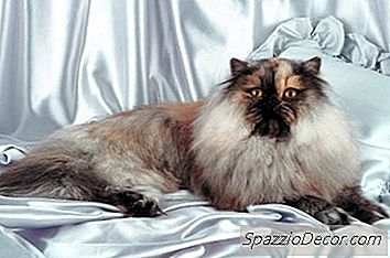 O Tempo De Vida Do Gato Do Himalaia