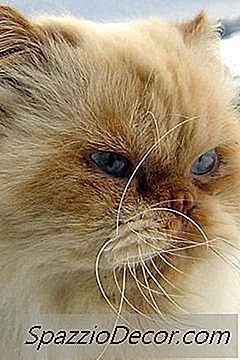Warna Kucing Persia Himalaya