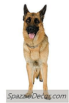 Hüftdeformitäten Bei Deutschen Schäferhunde