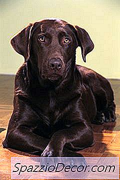 Chokolade Labradors Historie