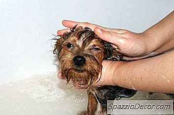 Home Rimedi Per Cani Skin Rash From Fleas