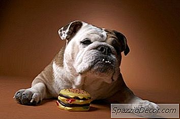 犬の自家製ハンバーガー