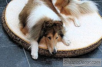 Bir Hasta Köpek Için Ev Yapımı Diyet