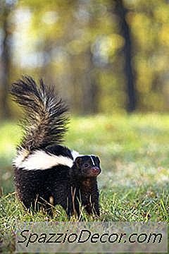 Heimabakað Hundakölska