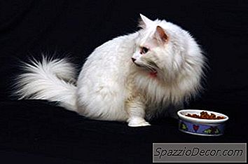 Un Alimentatore Per Gatti A Prova Di Cane Fatto In Casa