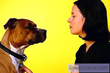 Hemlagad Allergivänlig Hundmat