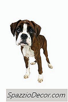 Perfume Casero Para Cachorros