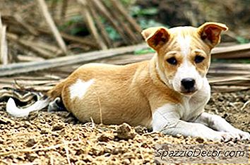 Köpekler İçin Ev Yapımı Sandbox