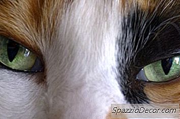 Horner-Syndrom & Dilatated Pupils In Cats