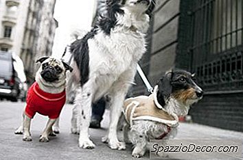 Como É Suposto Que Os Suéteres De Cães Caibam?