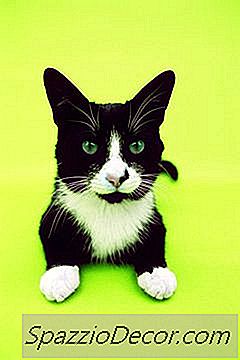 ¿En Qué Se Diferencian Los Gatos Tuxedo?