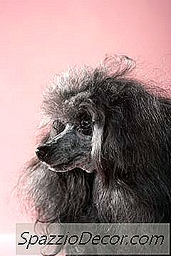 Bagaimana Big Bolehkah A Shih Tzu Poodle Puppy Dapatkan?