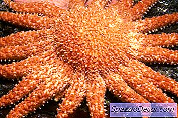 Så Stor Kan En Solstjärna Växa?