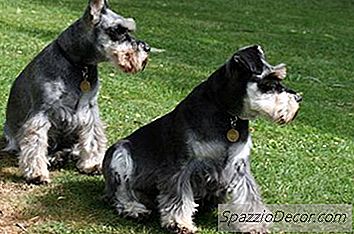 Quão Grandes São Os Schnauzers Miniatura?