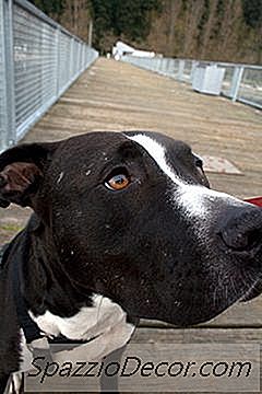 Hur Stor Får Pitbulls?