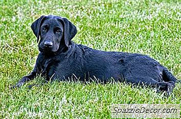 Qual Deve Ser O Tamanho Do Meu Black Lab De 7 Meses?