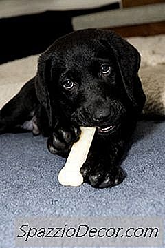 Comment Puis-Je Connaître L'Âge D'Un Chiot Labrador Noir