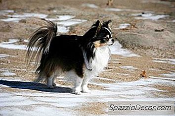 Jak Mogę Powiedzieć, Jaki Mam Rodzaj Chihuahua?