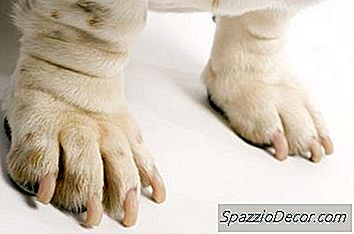 ¿Cómo Es Que Los Perros Levantan Sus Patas Cuando Quieren Algo?