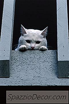 Bagaimana Kelakuan Kucing Apabila Mereka Meramalkan Gempa Bumi?