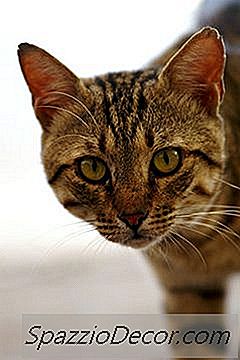 Wie Bestimmen Katzen Die Dominanz?