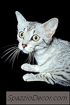 Como Os Gatos Reagem Antes De Um Terremoto?