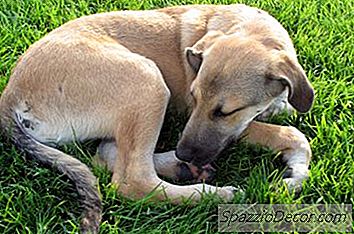 Hvordan Får Hunde Mange?