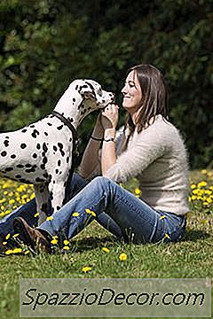 Como Os Cães Mostram Afeto Aos Humanos?