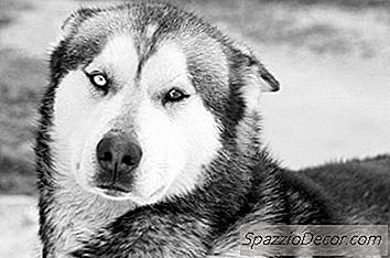 How Huskies Survive The Cold?