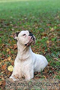 Hoe Bepaal Ik Een Hondenras Naar Fysieke Kenmerken?