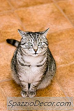 Hoe Haal Ik Kattenurine Uit Ondergronden?