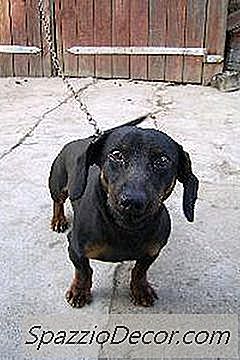 Como Posso Ajudar Meu Cão Magro A Ganhar Peso