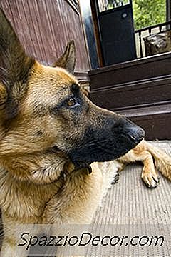 Como Faço Para Remover Manchas De Urina De Cachorro Seco Do Tapete?